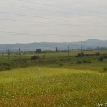 DSC_0203